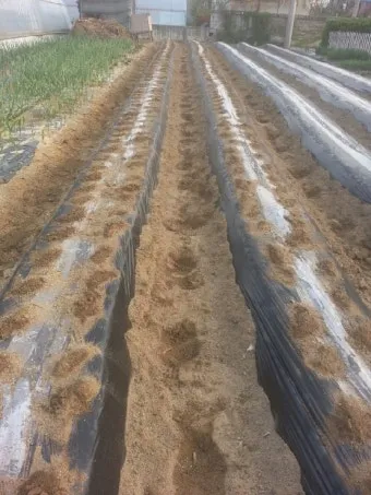 땅콩 심는 시기 수확시기 모종 파종_19