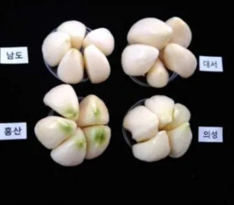 홍산마늘 효능 수확시기 재배법 주아 정리 정보_44
