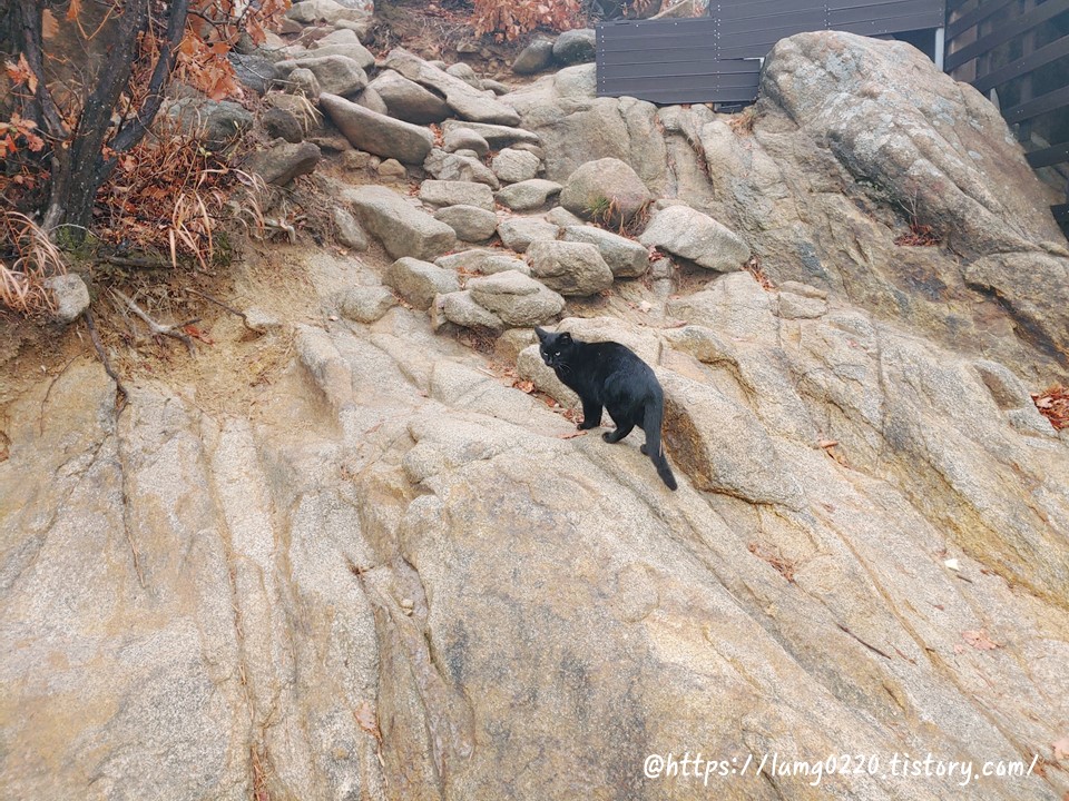 관악산흑표범