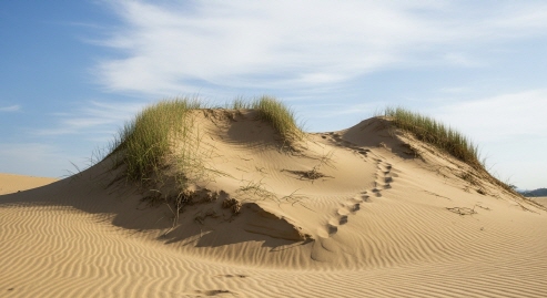 태안 신두리 해안사구의 모래언덕&rdquo;