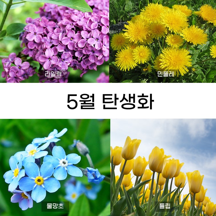 라일락-민들레-물망초-튤립