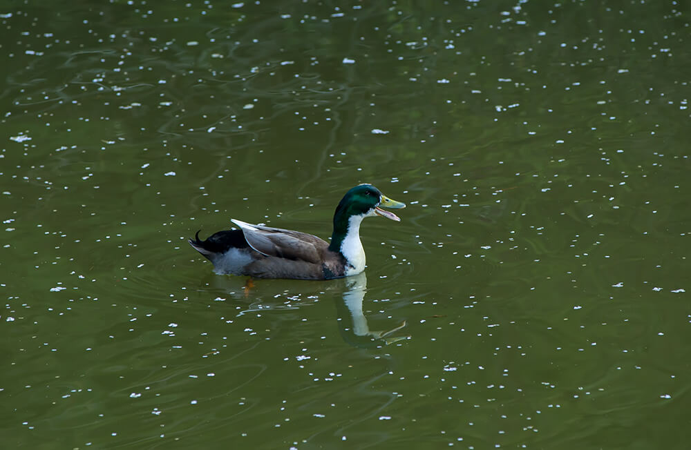분당중앙공원 벚꽃 - 9