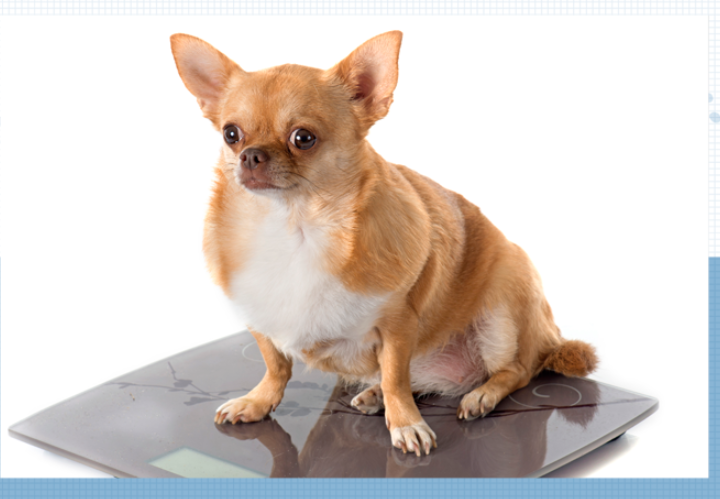 강아지 체중 관리 (적정 체중, 비만 예방, 식단 조절)