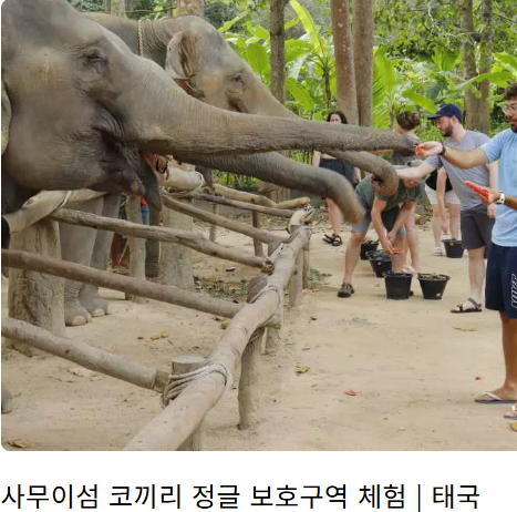 태국 코사무이 직항 및 건기 (+ 골프 코스 신혼여행 풀빌라 추천)