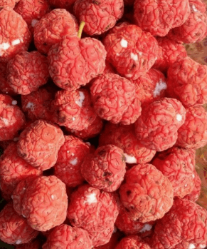 구찌뽕 효능 열매 먹는 법