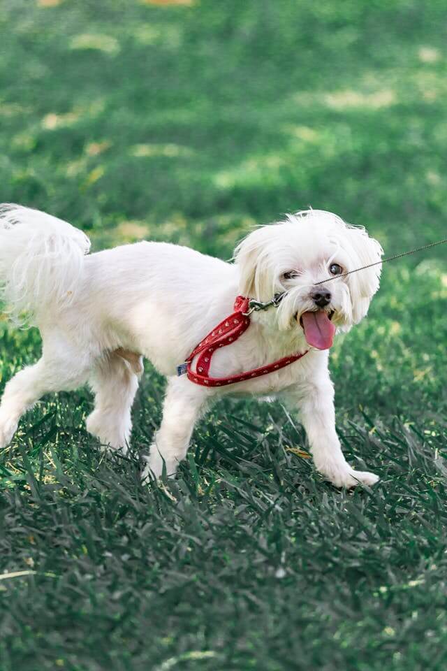 반려견 봄철 알레르기 사진