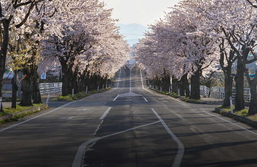 봄꽃 따라 걷는 전국 벚꽃 명소 BEST 7