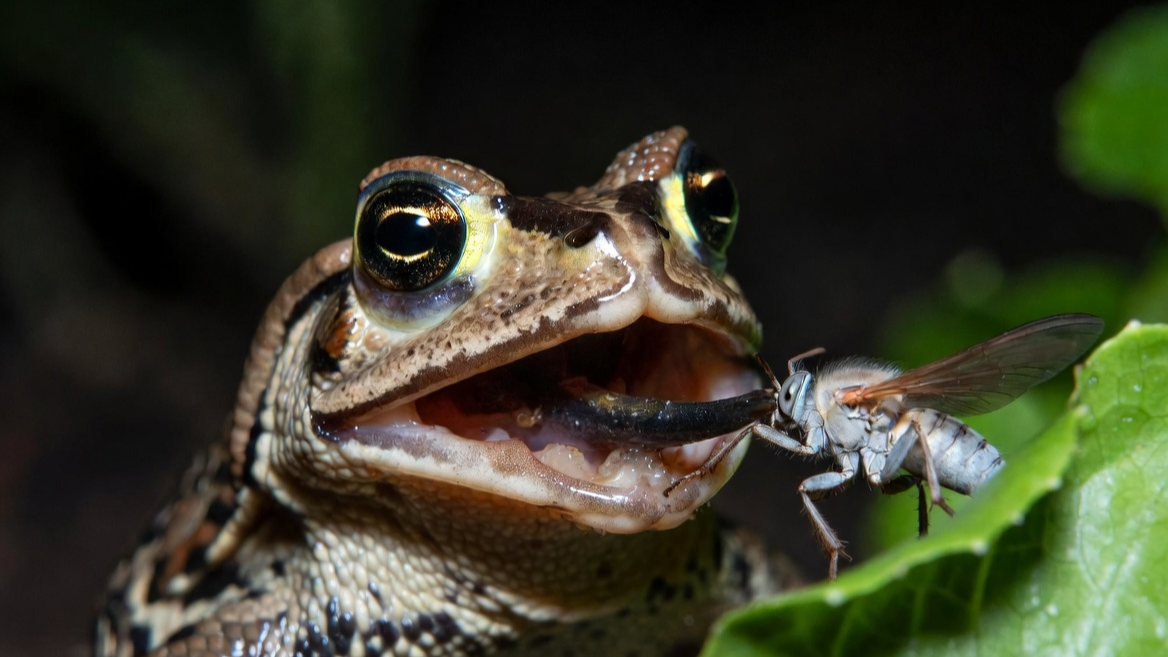 밤마다 채소밭에서 해충을 사냥하며 생물학적 방제를 수행하는 두꺼비