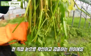 김포미나리