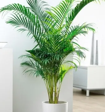 공기정화식물 추천 초보친화 관리쉬운 종류 물주기 빛 관리 가이드_9