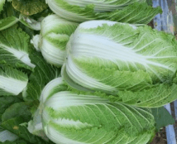 김장 배추 고르는 방법