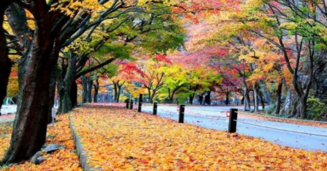 2025 내장산 단풍 절정시기 &amp; 난이도별 등산코스 TOP 5 완벽 정리