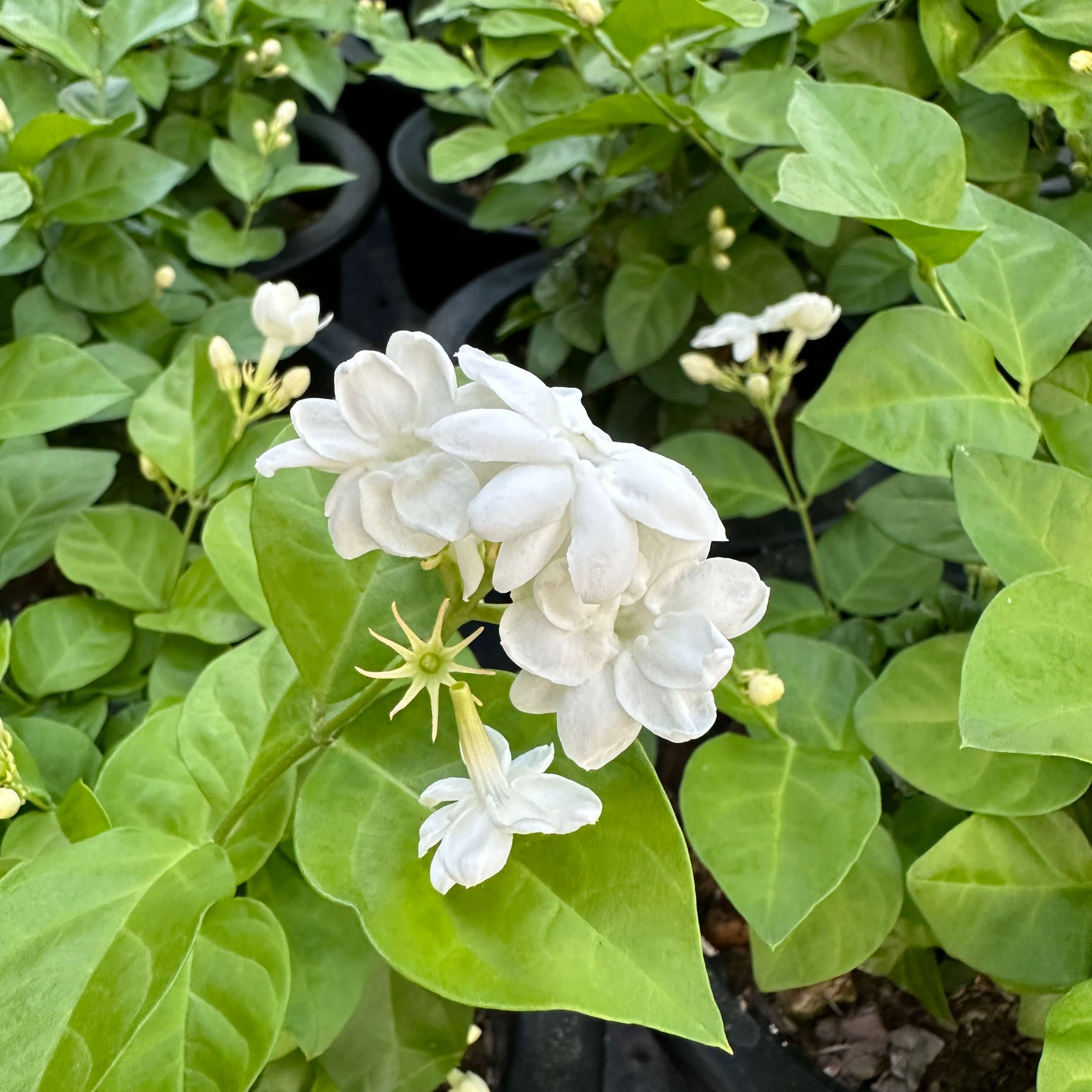 아라비안 자스민 키우기