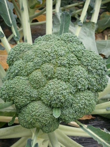 브로콜리 효능 및 부작용