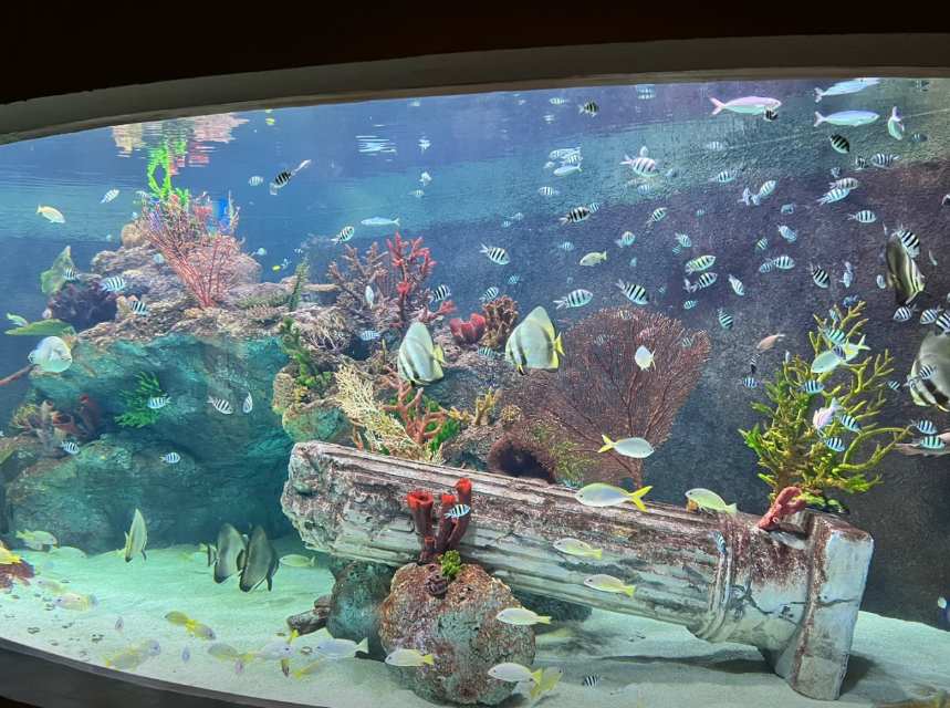 대전엑스포 아쿠아리움6