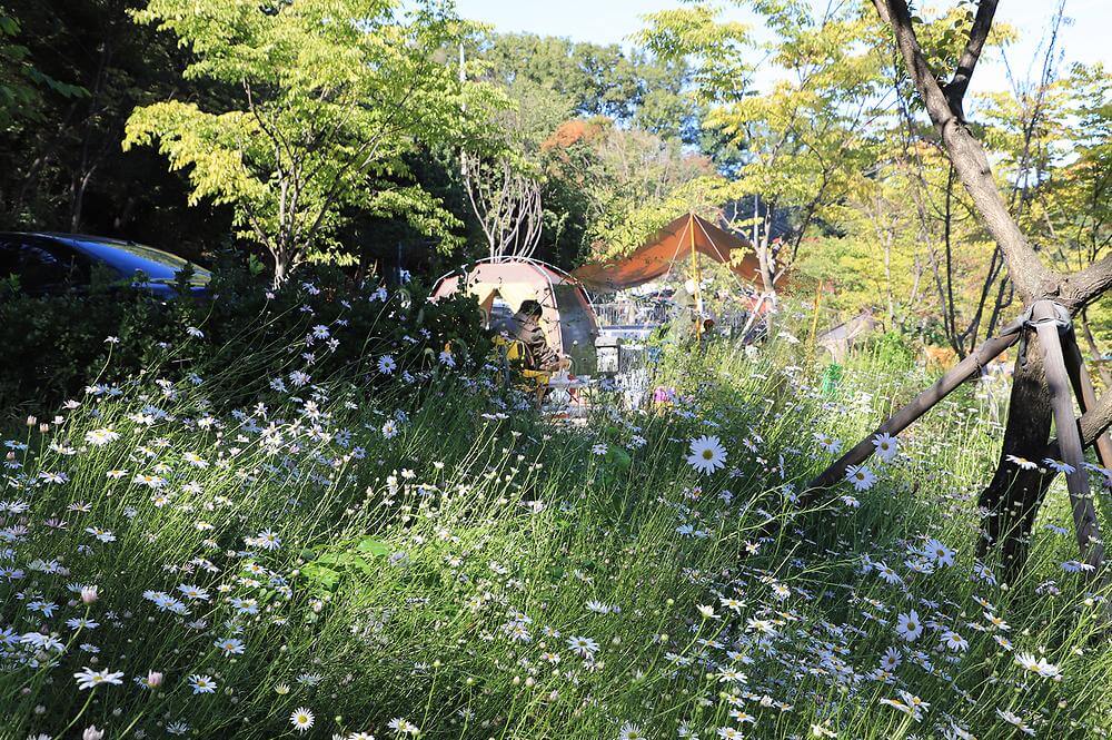 서울 근교 단풍 캠핑 명소 총정리 : 숲속 감성 100% 캠핑장 BEST 5_초안산 캠핑장