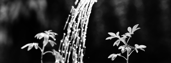 식물 종류 따라 상이