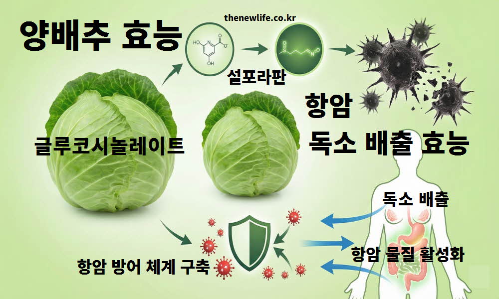 양배추 효능 항암 독소 배출
