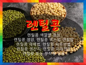 렌틸 재배 봄 파종 배수 확보 건조 수확_7