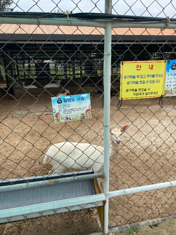 강릉 옥계 쌍둥이동물농장 사슴