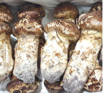 농협 자연산송이