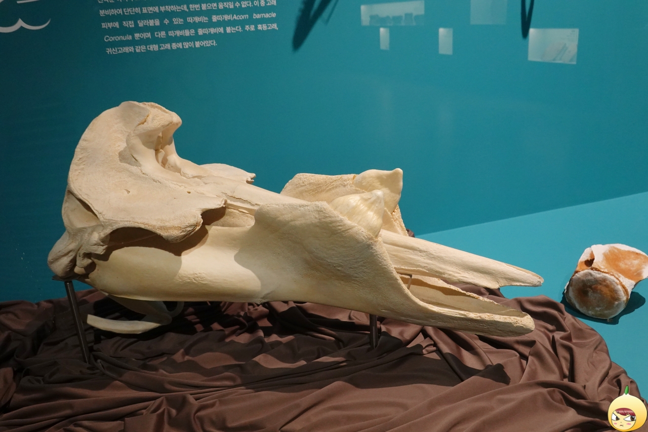 흑부리고래 머리뼈