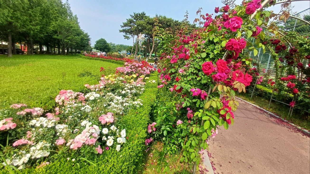 익산배산체육공원, 장미축제
