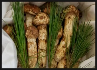 송이버섯 먹는법 요리법을 정리_18