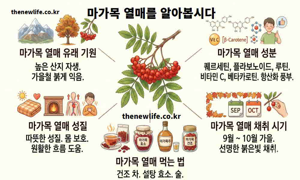 마가목열매 효능 기본정보