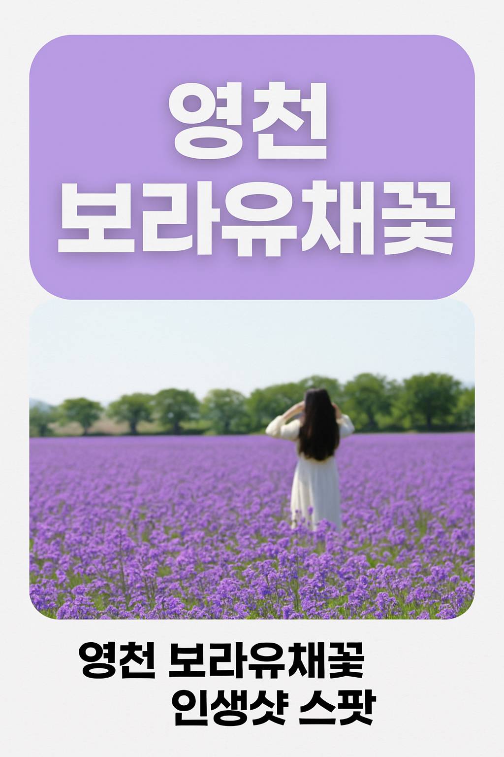 영천 보라유채꽃 인생샷 스팟