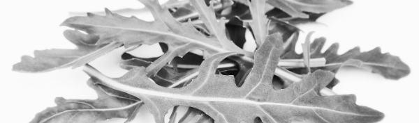 루꼴라 키우기, 루꼴라 효능