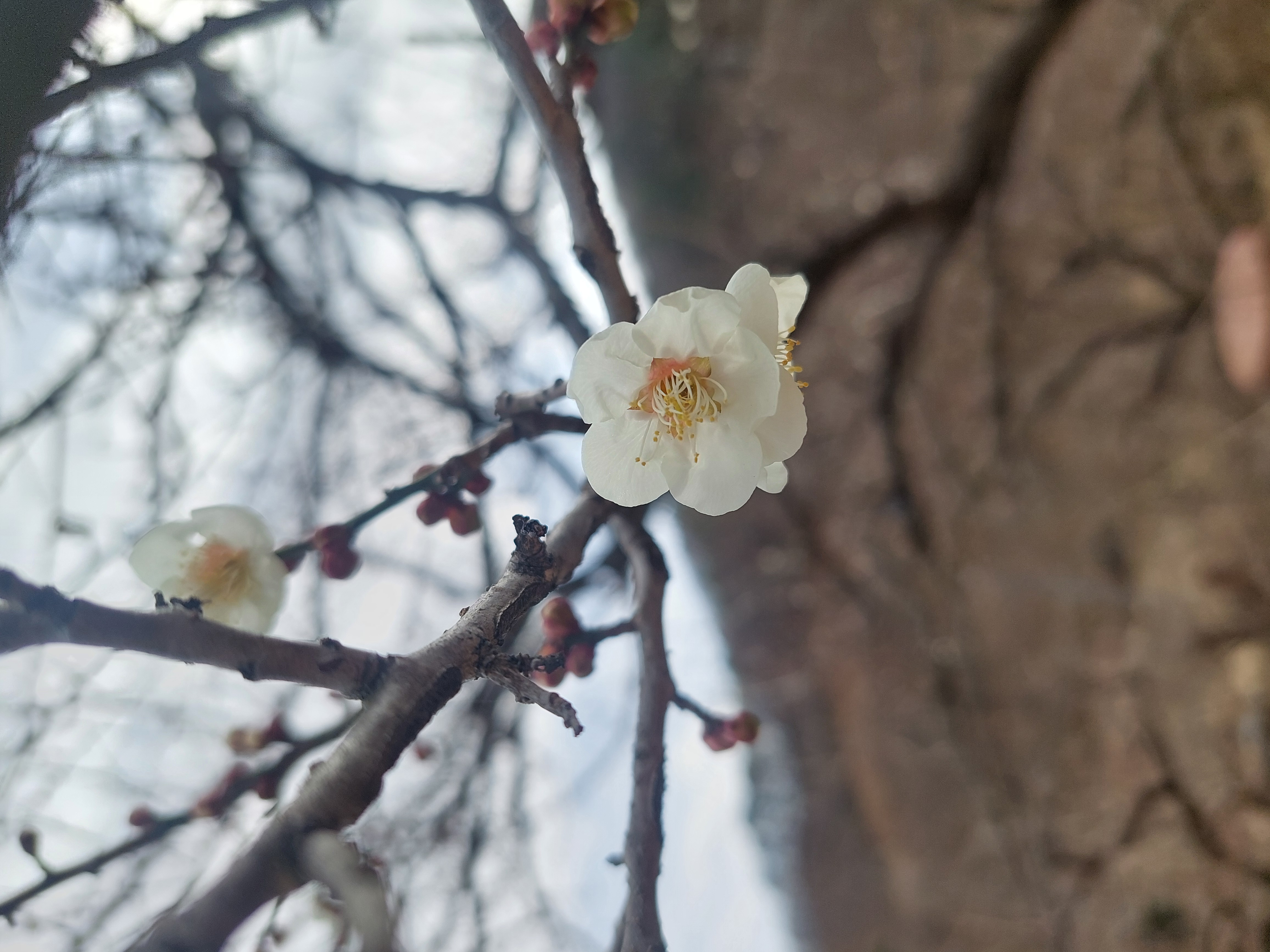 쫓비산
