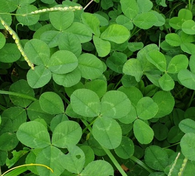 가을에 피는 꽃 토끼풀