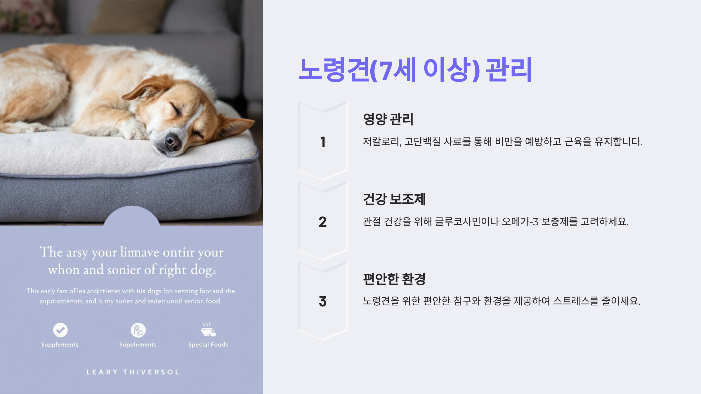 노령견(7세 이상) 관리