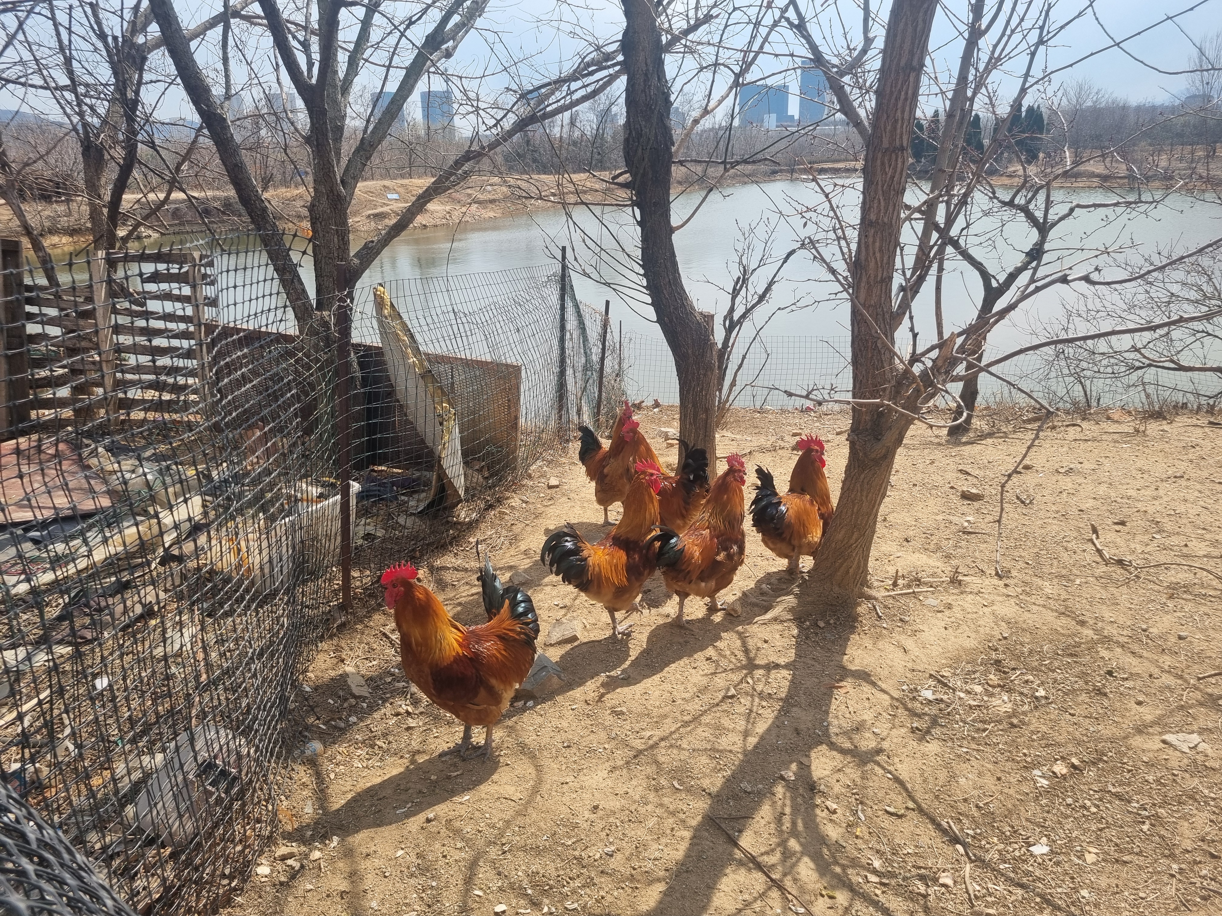 중국_칭다오_농장식당_방문기