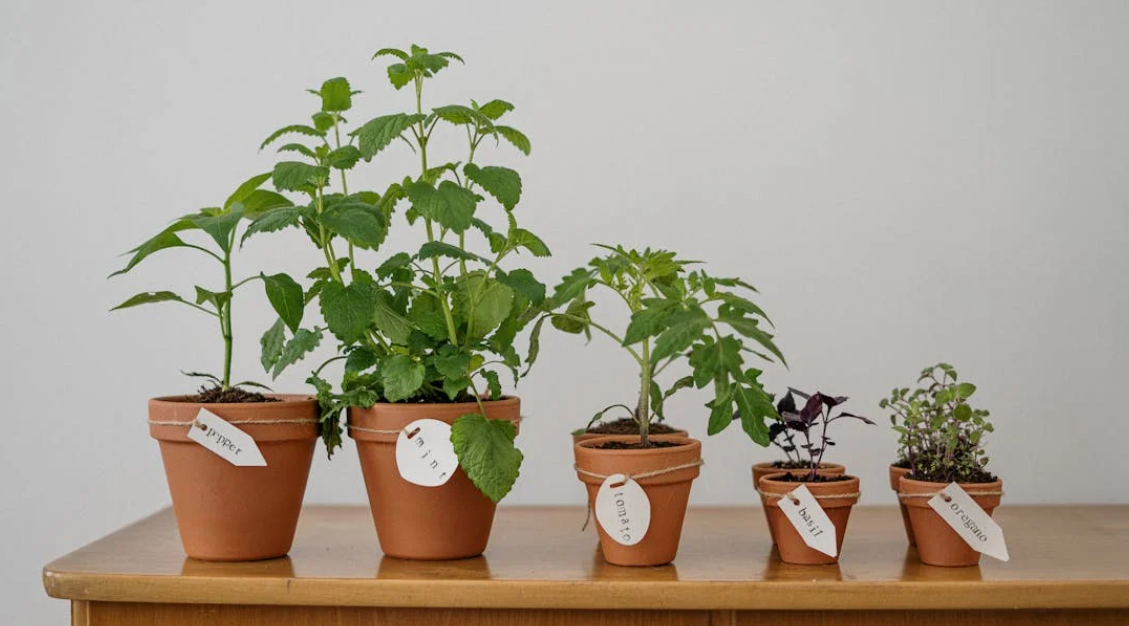 내가 처음 식물을 죽였던 이유 5가지와 극복 과정