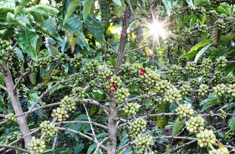 대표적인 커피 원두의 종류
