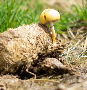 똥과 관련된 꿈종류