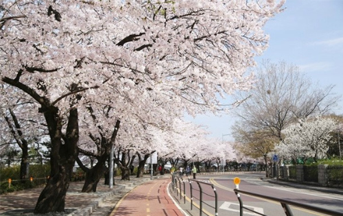 벚꽃 개화 시기 언제? 전국 벚꽃 명소 BEST 코스, 4월 여행지 추천!