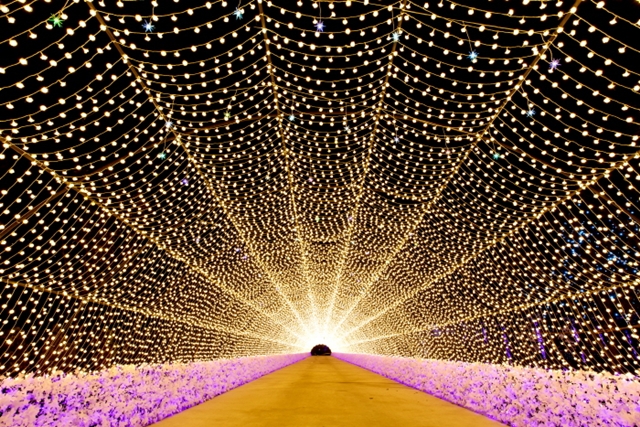 덕평 자연 휴게소 별빛정원