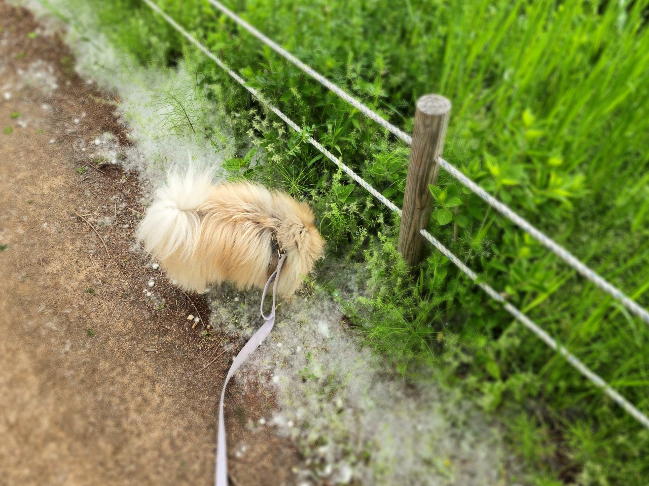 산책 중 냄새 맡는 강아지
