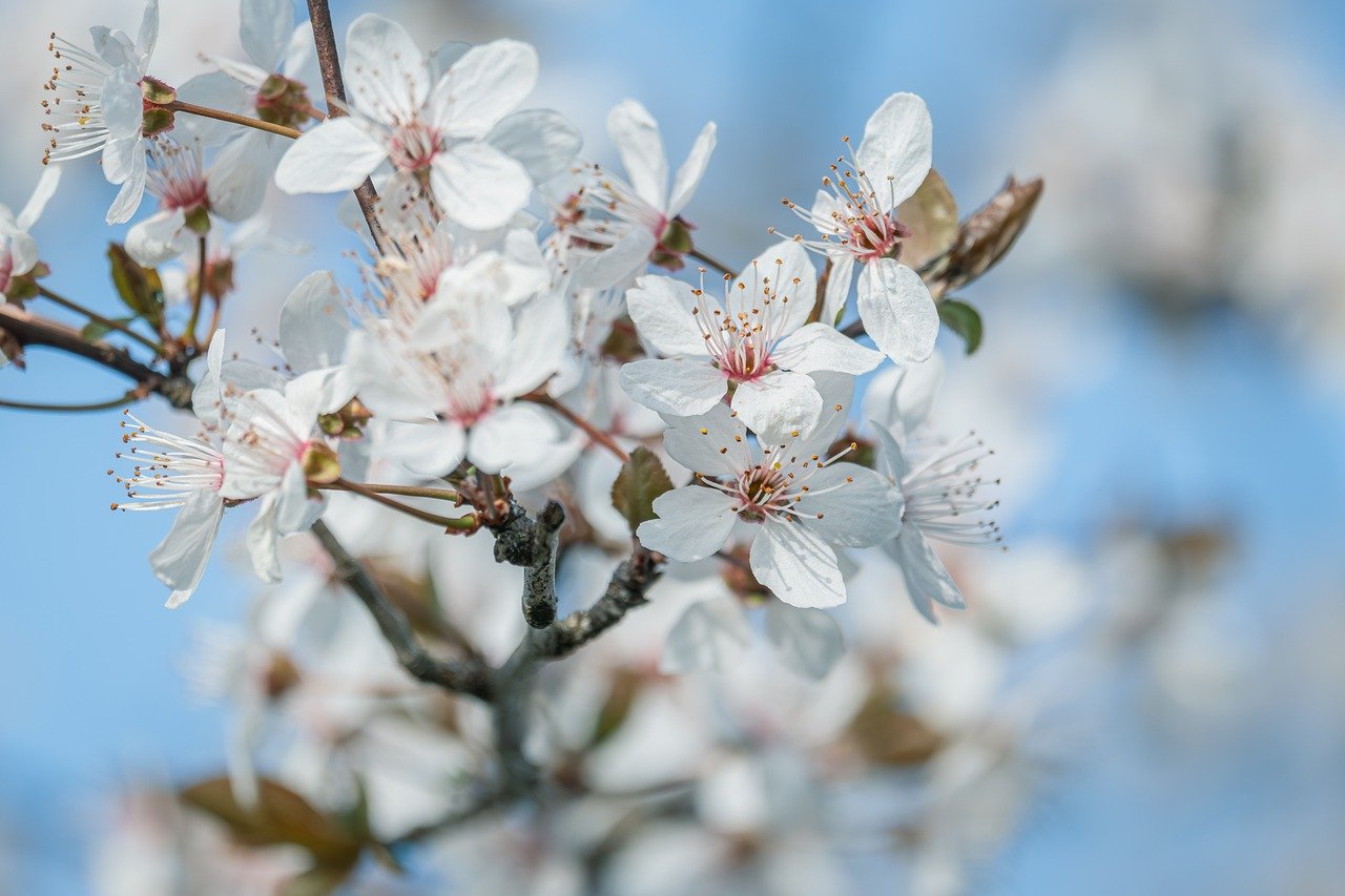 벚꽃 축제 일정 총정리