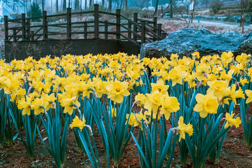 2025 봄꽃 보령 무궁화 수목원 배꽃 조팝나무 터널 즐기기