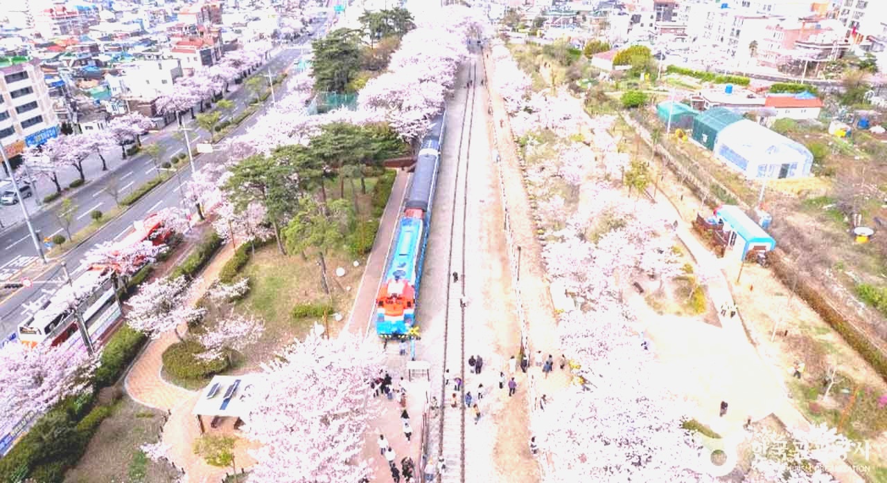 만개한 벚꽃나무와 그 아래를 걷는 인파의 모습. [ⓒ한국관광 콘텐츠랩-라이브스튜디오]