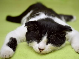 우리 고양이 발정기, 언제 오고 어떤 신호일까요? 그리고 중성화는요?