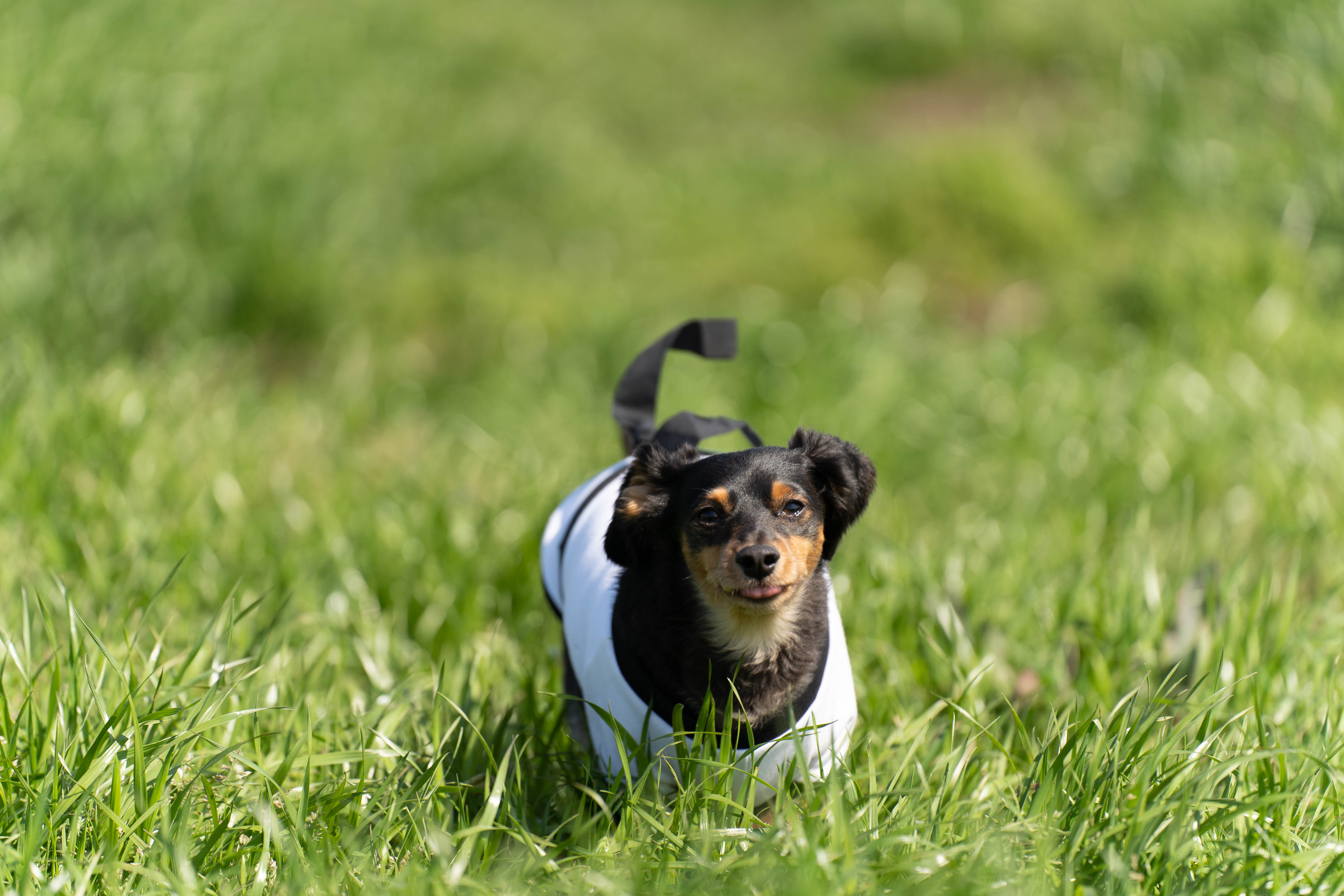 초보자 강아지 육아팁 (기본훈련, 간식, 금지음식)