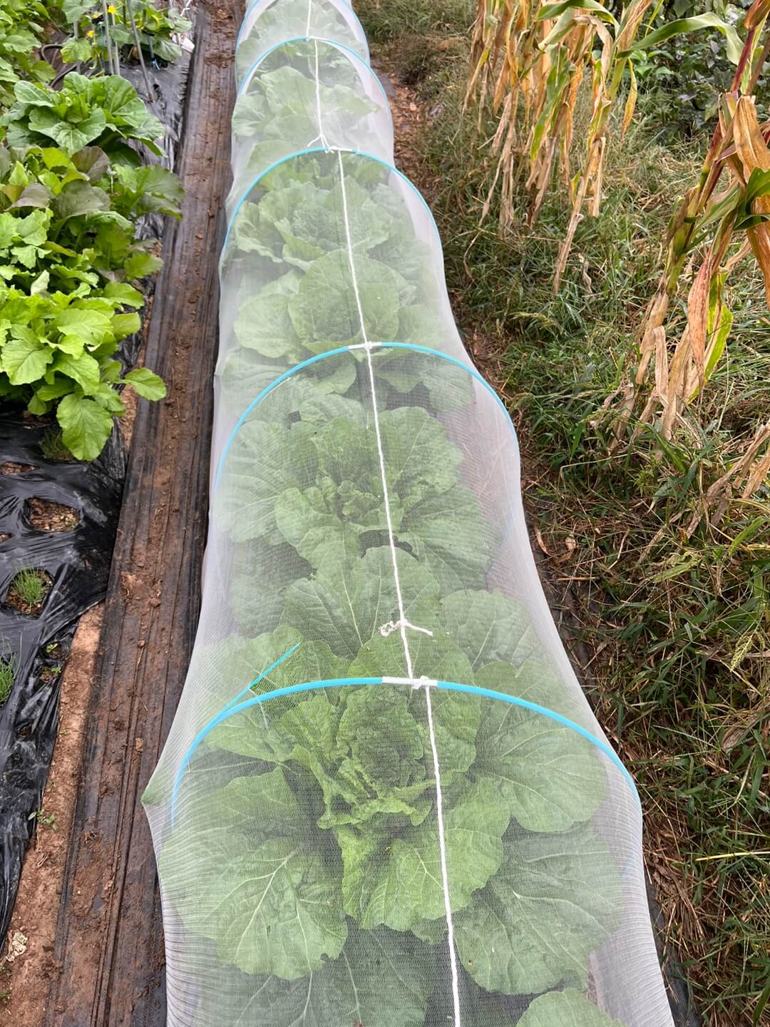 한랭사 안의 배추