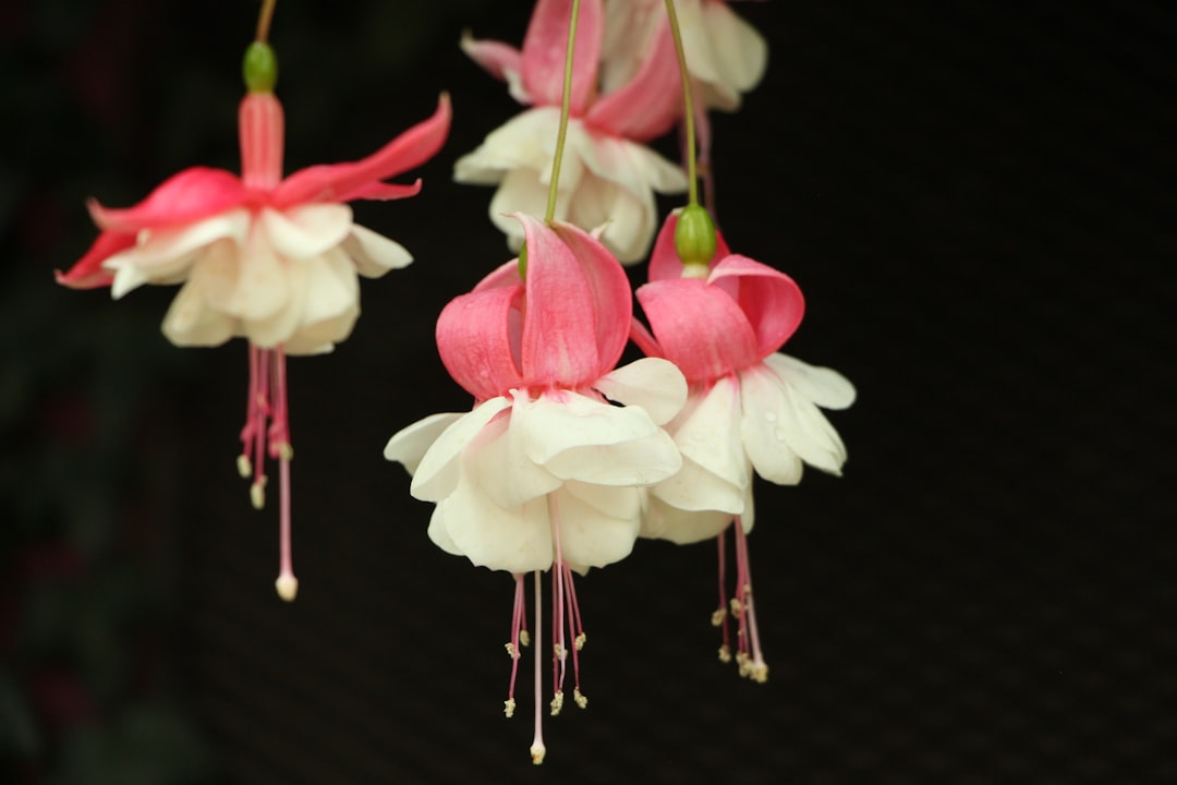 Sansaeyu (the name of the flower)