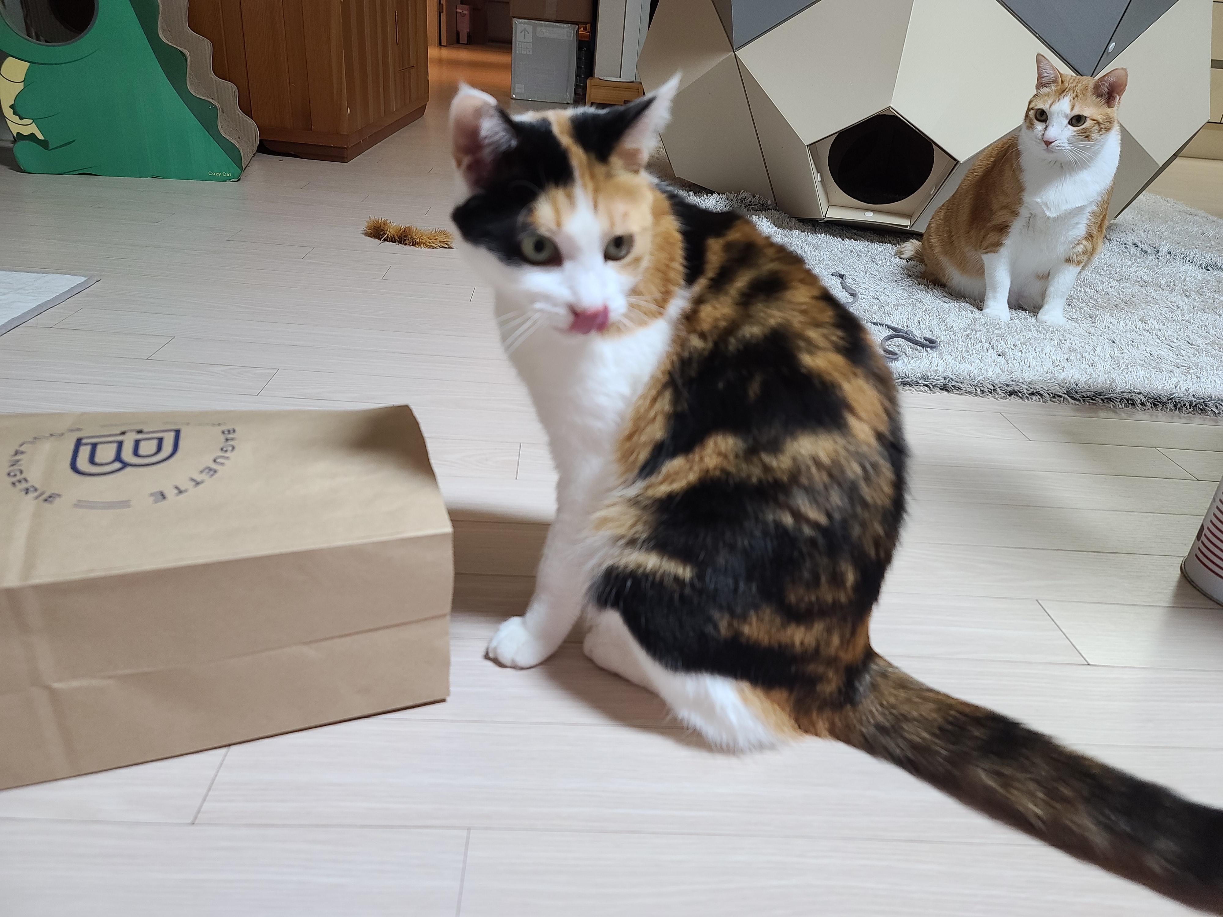 고양이들에게 최고의 장난감은