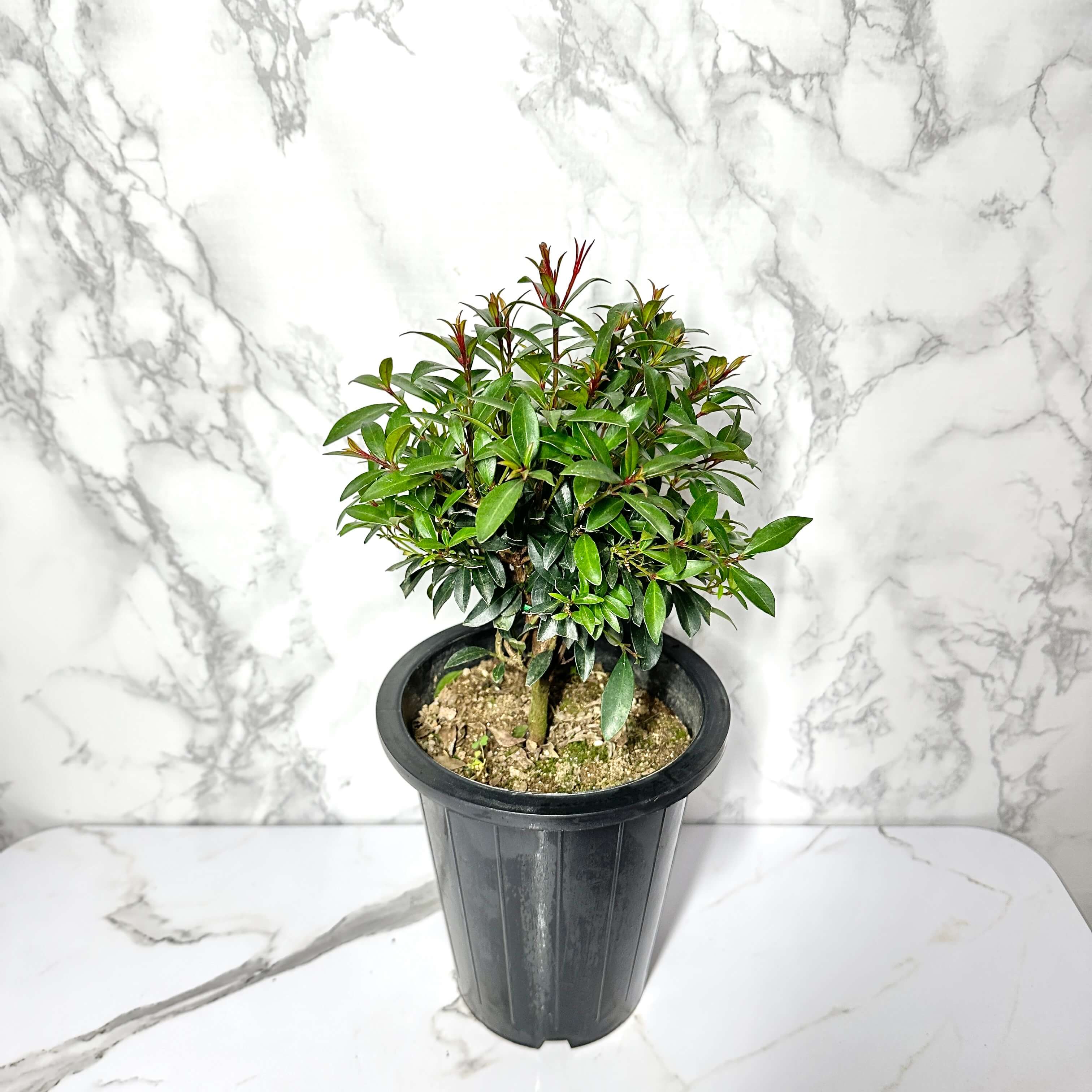 피어리스 키우기